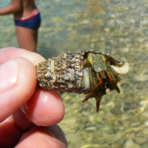 Do Albanii 2009 - krab pustelnik z Chorwacji