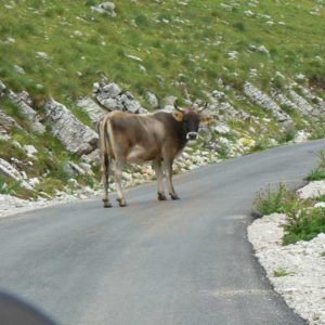 Do Albanii 2009 -Durmitor w Czarnogórze