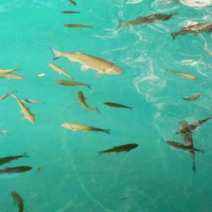 Do Albanii 2009 - ryby żebraki w Parku Narodowym Plitwickie Jeziora w Chorwacji