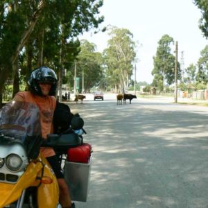 Gruzja motocyklowo 2010 – wyprawa na magiczne Zakaukazie - krowy w Gruzji