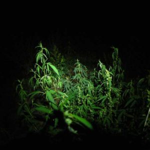 Gruzja motocyklowo 2010 – wyprawa na magiczne Zakaukazie - plantacje trawy pod twierdzą Chertwisi