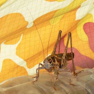 Gruzja 2010 – wyprawa na magiczne Zakaukazie - szarańczak nad Morzem Azowskim