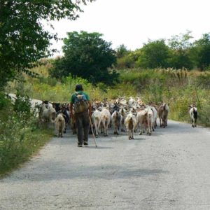 Wyprawa motocyklowa do Grecji - 2008 - Bułgaria - kozy na drodze