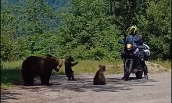 Motocyklista i spotkanie z niedźwiedziem